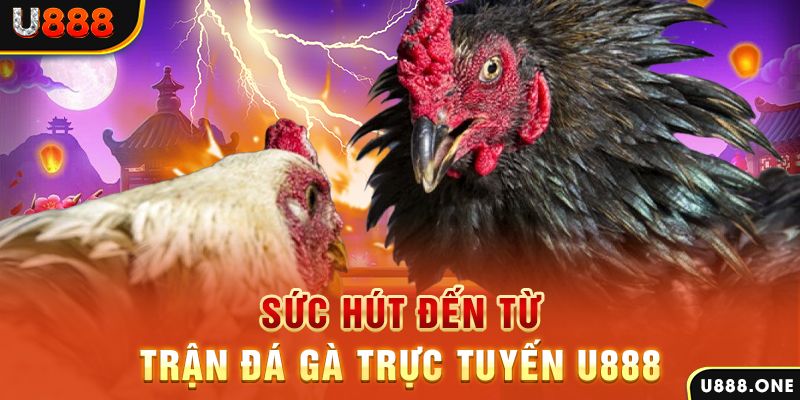555win12 đá gà trực tiếp c1